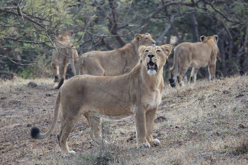 brown lioness on green grass during daytime