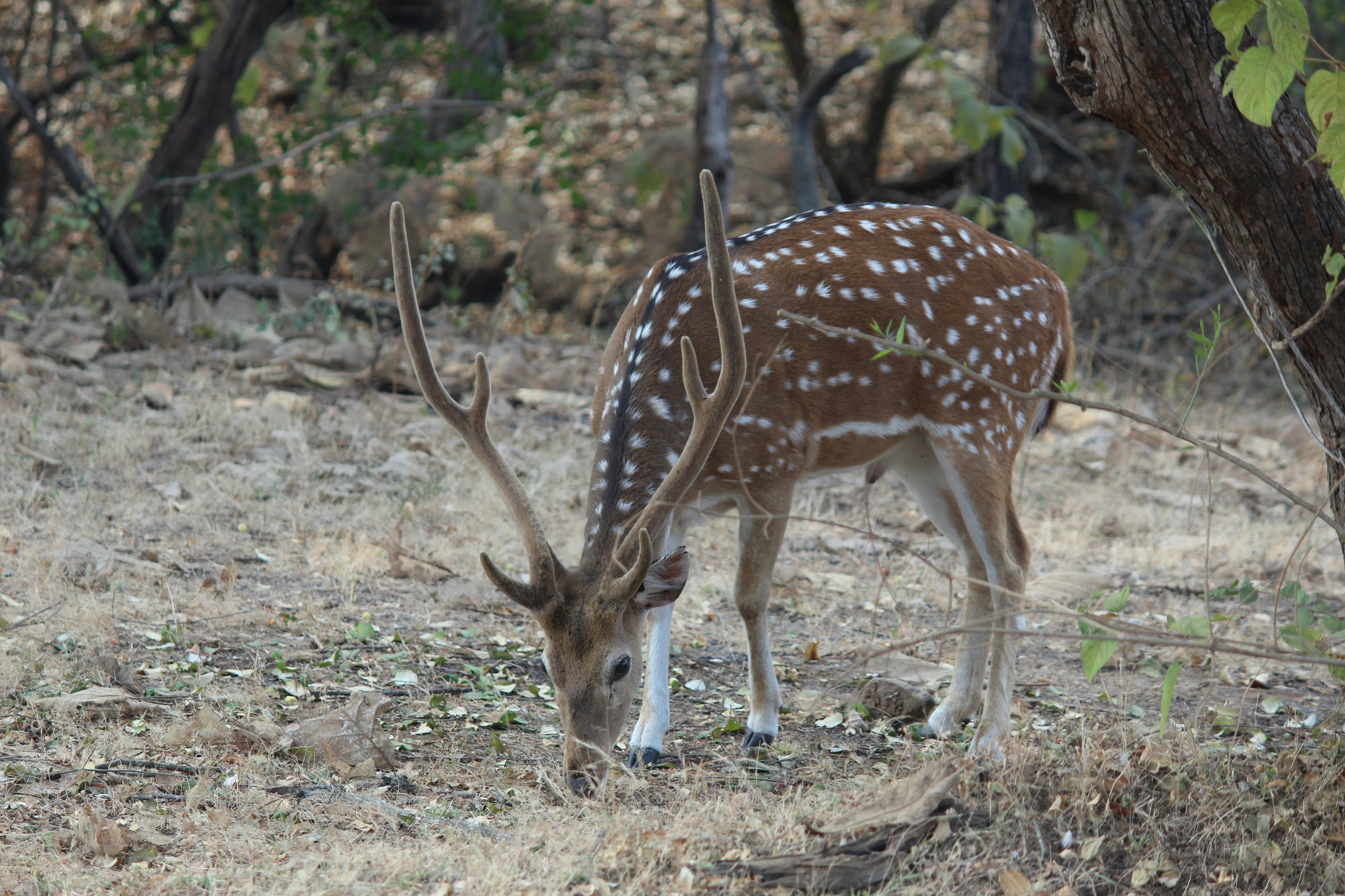 Photo by kalyanaraman55