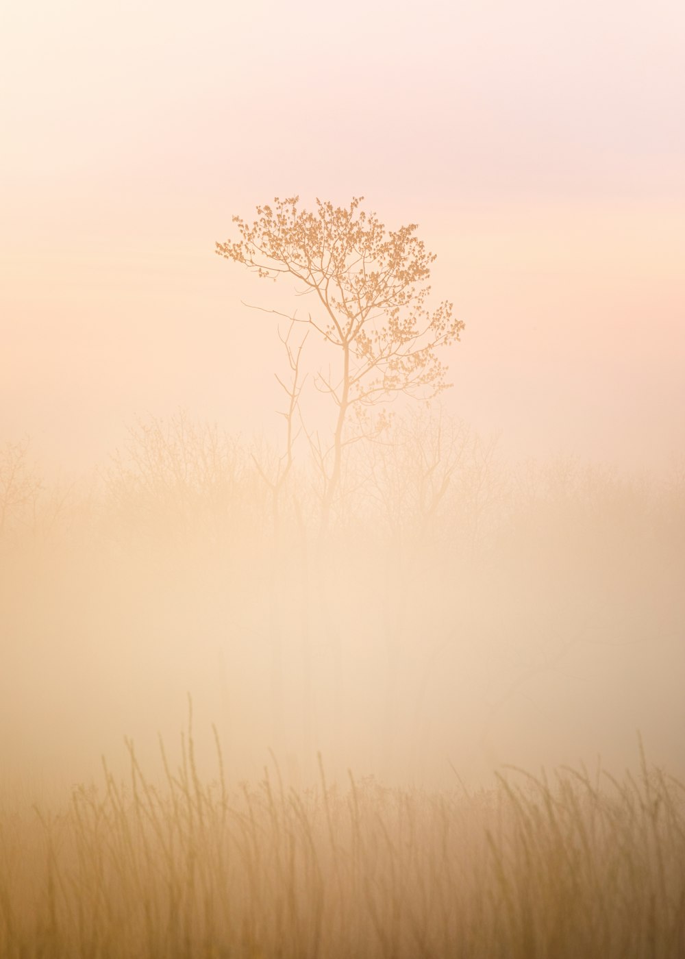 leafless tree on foggy weather