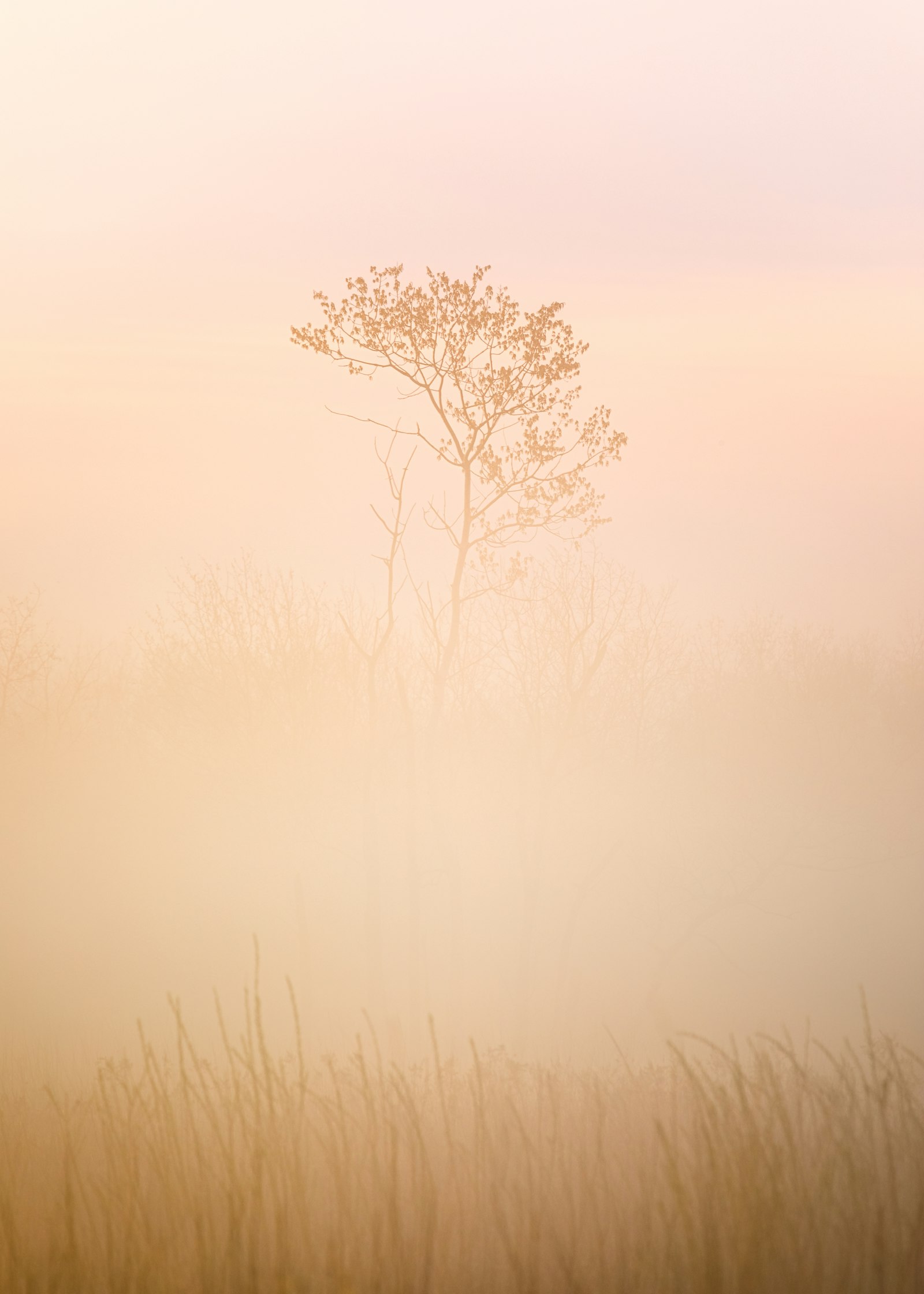 Canon EOS 5D Mark IV + Canon EF 100-400mm F4.5-5.6L IS USM sample photo. Leafless tree on foggy photography