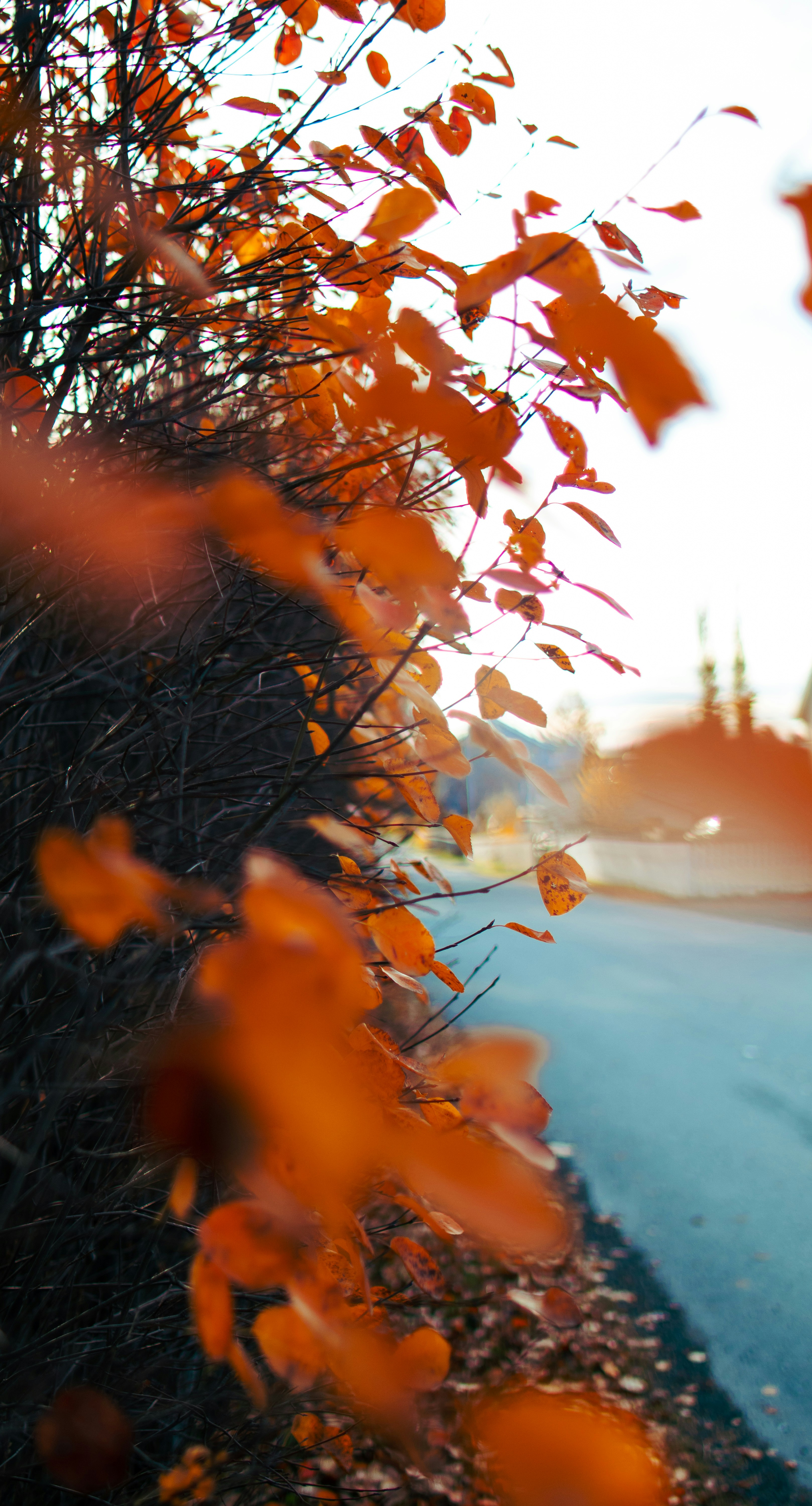 道路脇の一時停止の標識