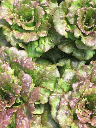 Fresh Hydroponics: Growing Quality Lettuce and Herbs