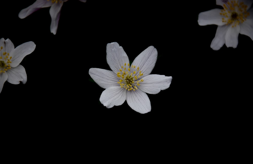 white flower with black background