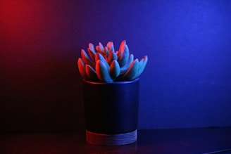 pink and blue flower in blue and black ceramic vase