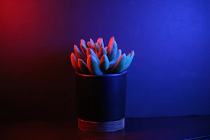 Vibrant succulent planted in a small porocota pot with visible porous surface under soft dark lighting.