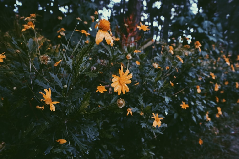 yellow flowers with green leaves