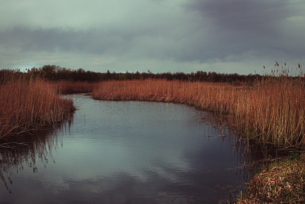 brown trees beside body of water under cloudy sky during daytime