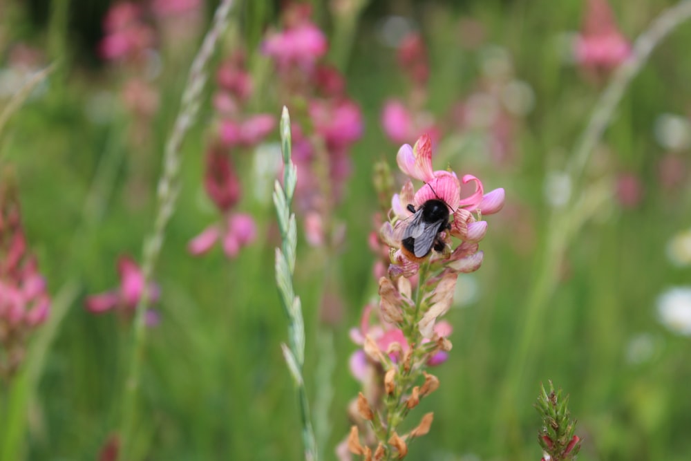 black and purple bug on pink flower