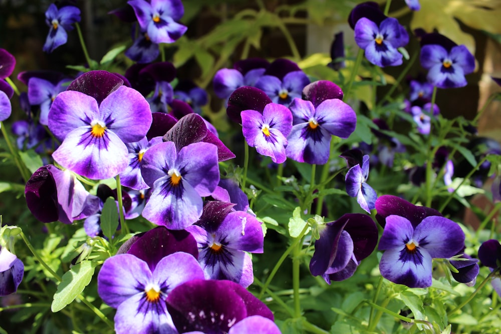 purple and white flowers in tilt shift lens