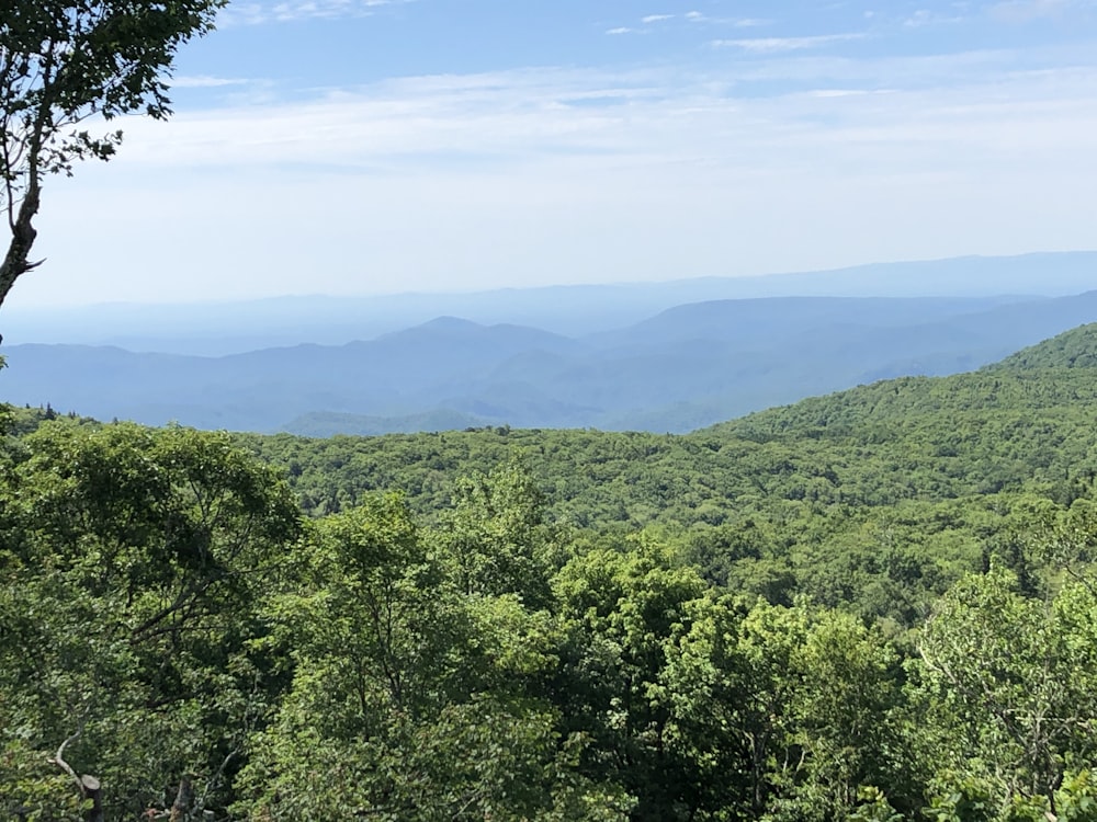 green trees on mountain under blue sky during daytime