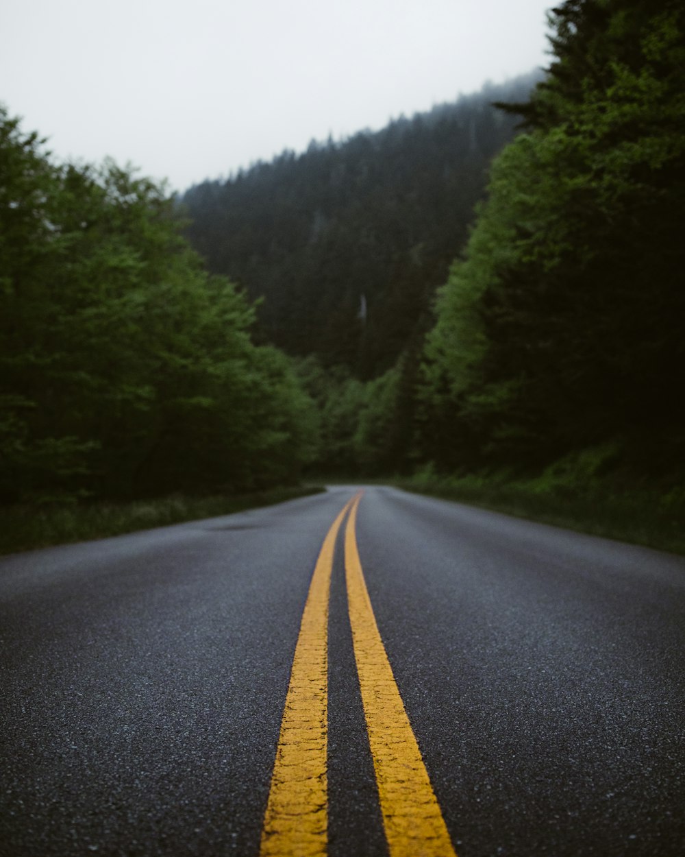 black asphalt road between green trees during daytime