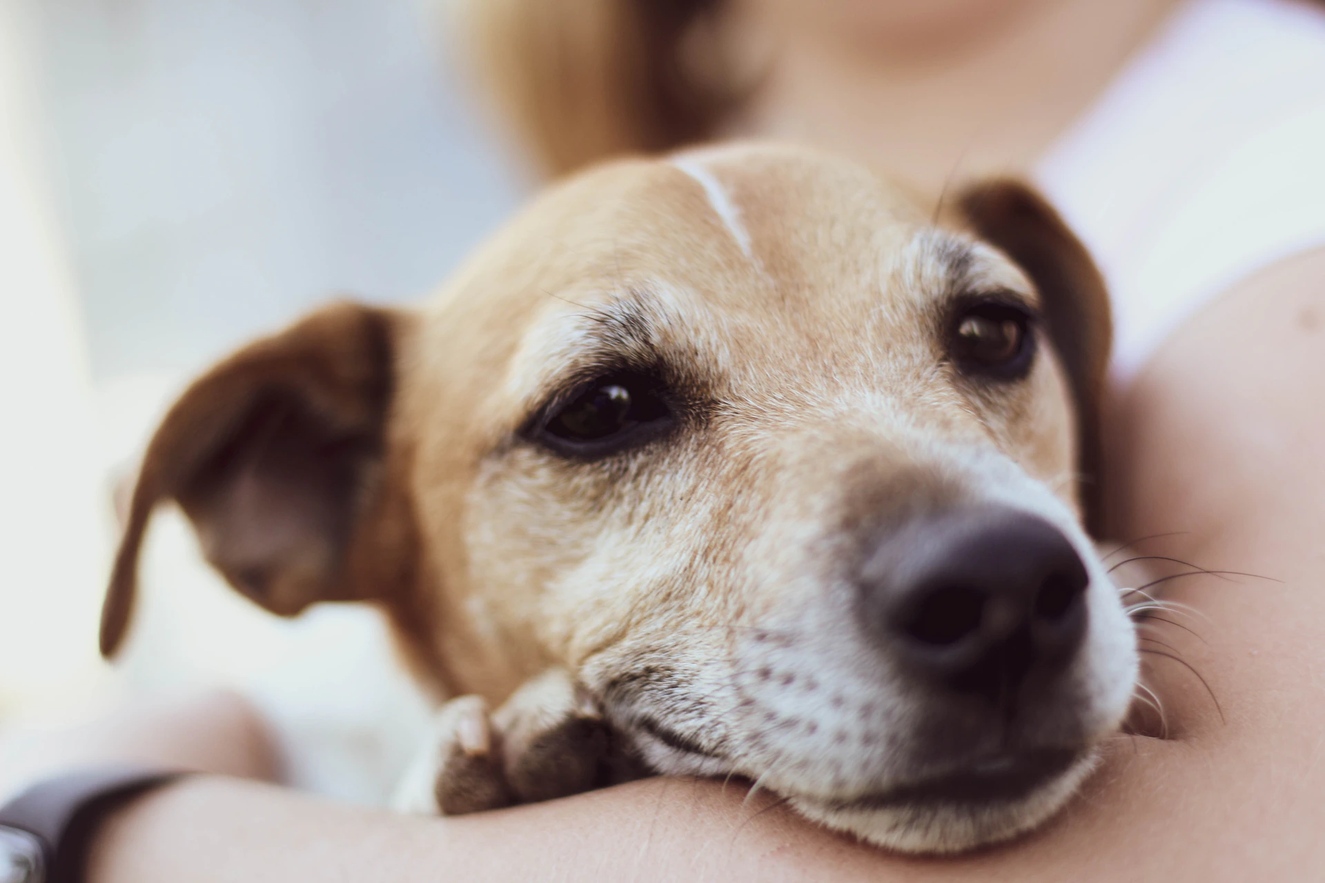 brown short coated dog on persons hand