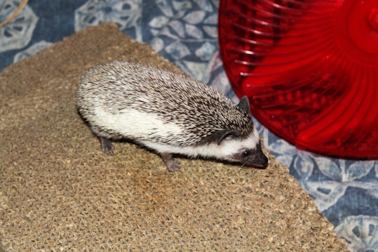 A hedgehog is walking on a textured surface, possibly a rug or mat. The hedgehog has a spiky, dark and light-colored back and a small face with pointed ears. A bright red, circular object, possibly a wheel, is positioned to the right. The background consists of a blue-patterned fabric or surface.