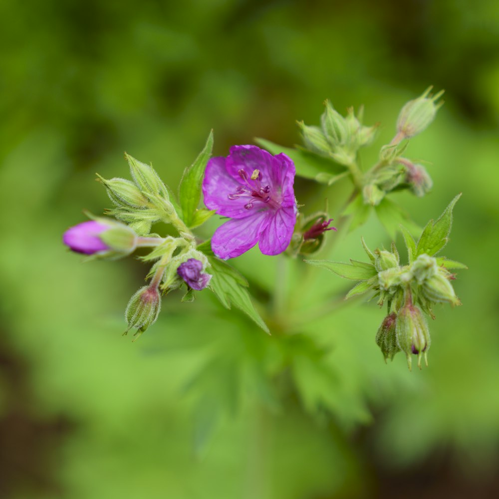 purple flower in tilt shift lens