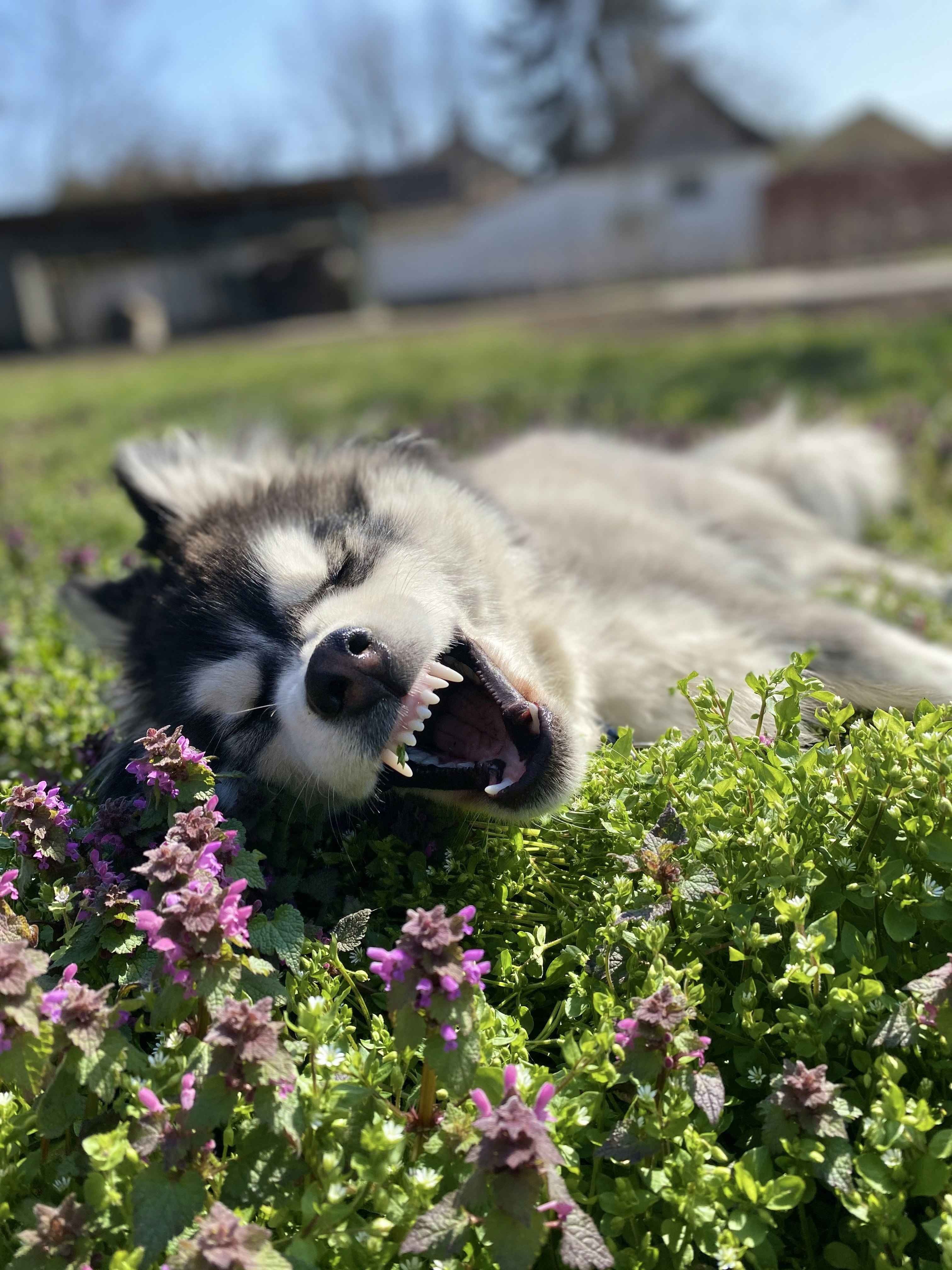 white and black siberian husky lying on green grass field during daytime - why is my husky shedding so much?