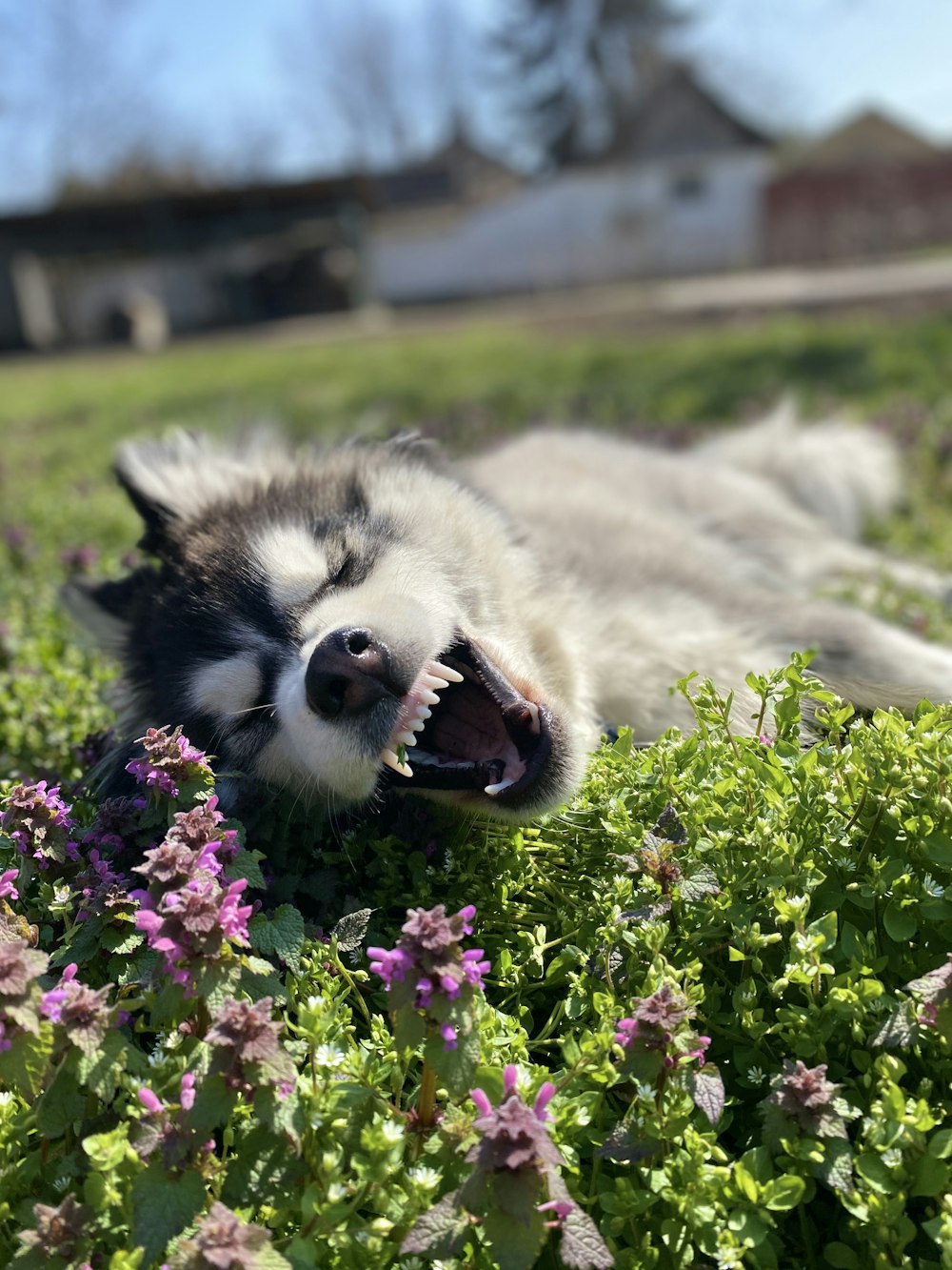 white and black siberian husky lying on green grass field during daytime