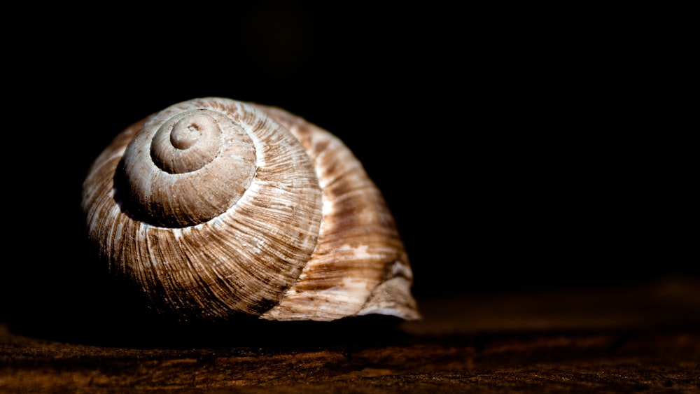 brown and white seashell on black surface