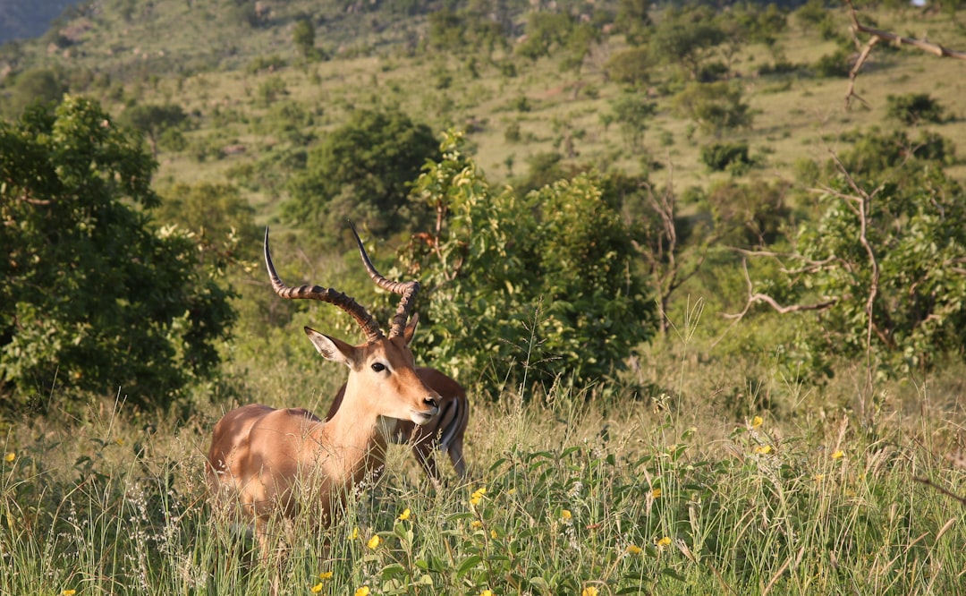 brown deer on green grass field during daytime