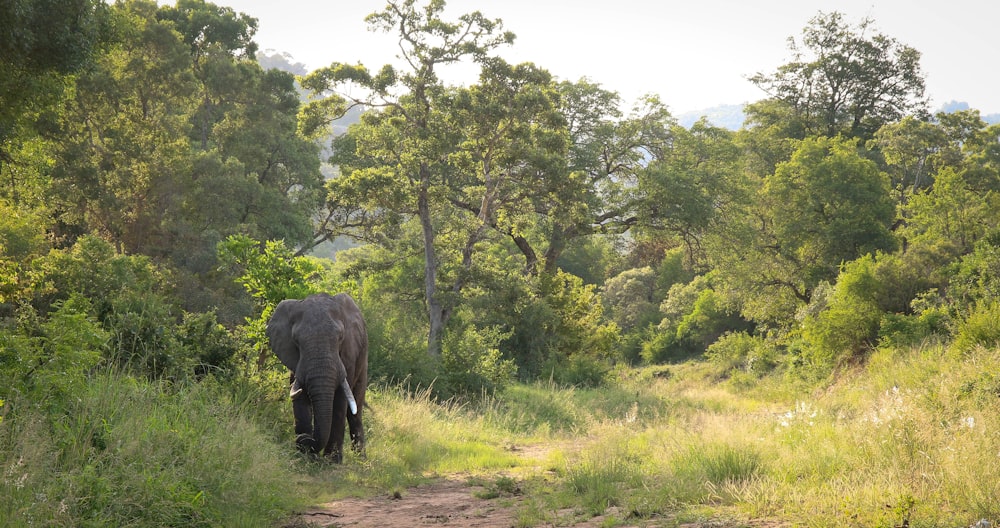 elephant walking on green grass field during daytime