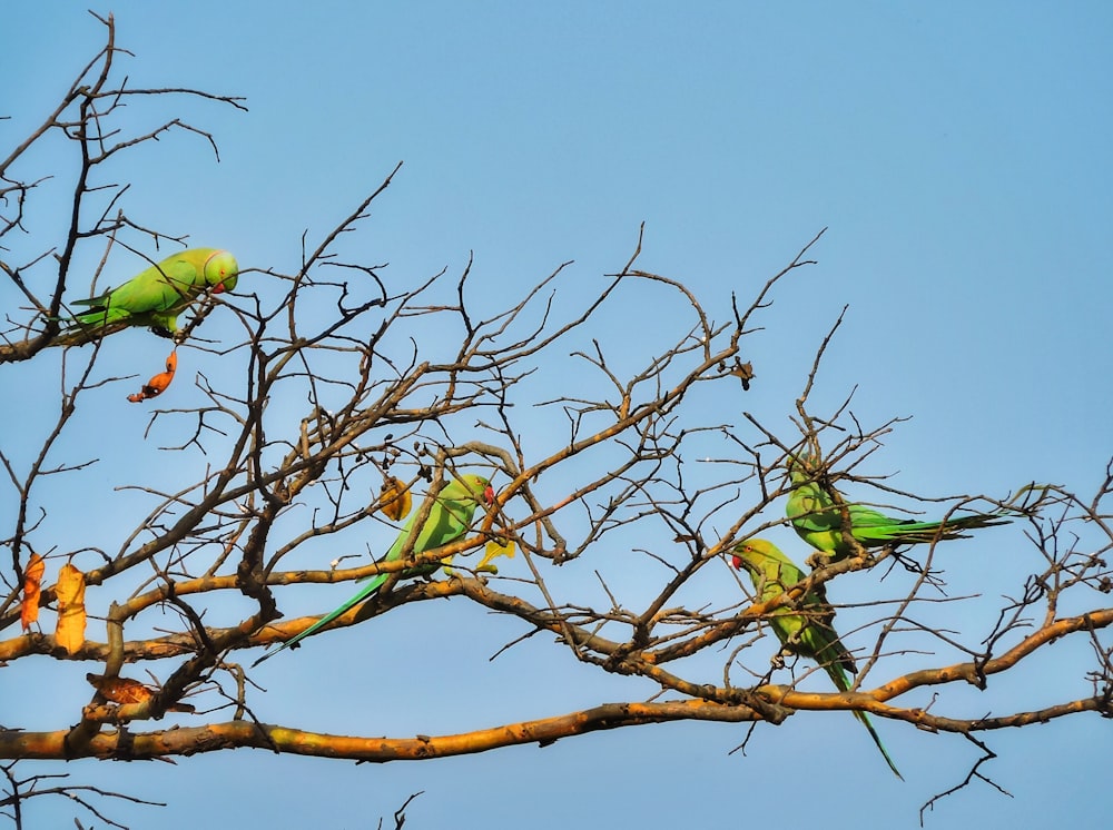 green birds on brown tree branch during daytime