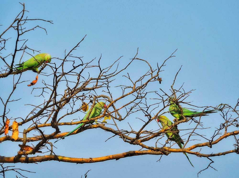 pássaros verdes no galho marrom da árvore durante o dia