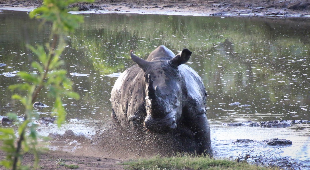 black rhinoceros on brown mud near body of water during daytime