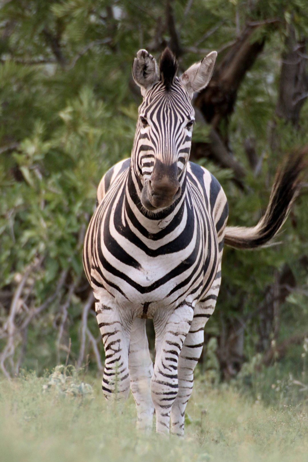 zebra standing on green grass during daytime