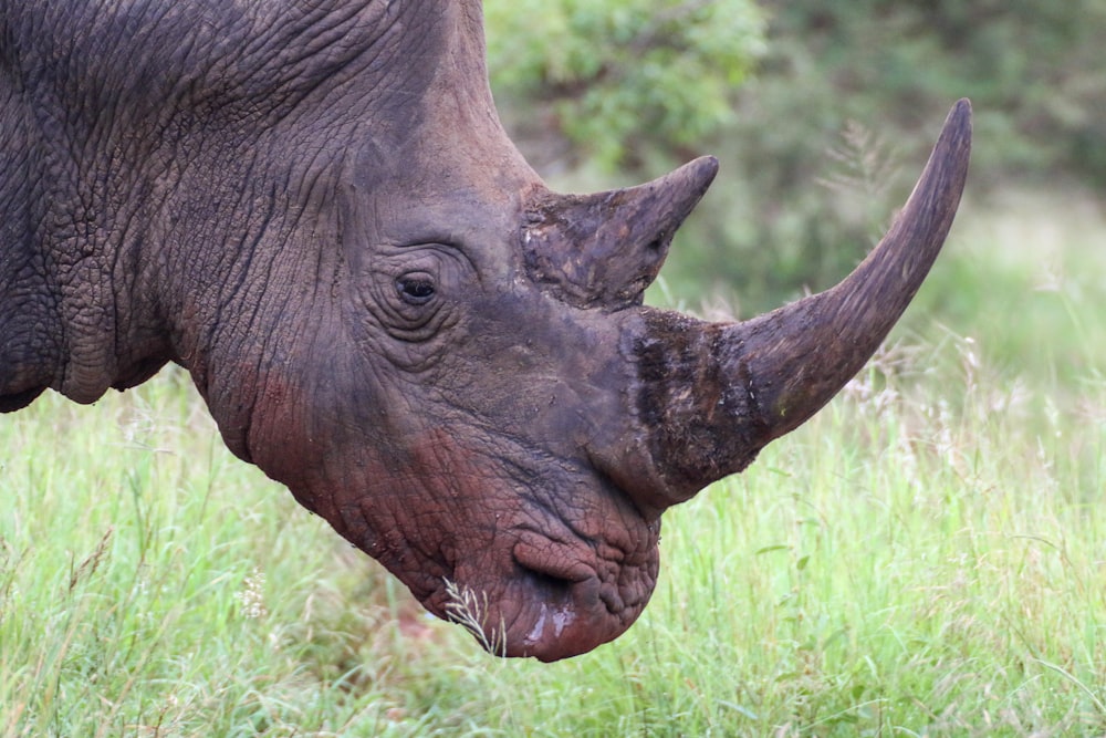 brown elephant on green grass during daytime