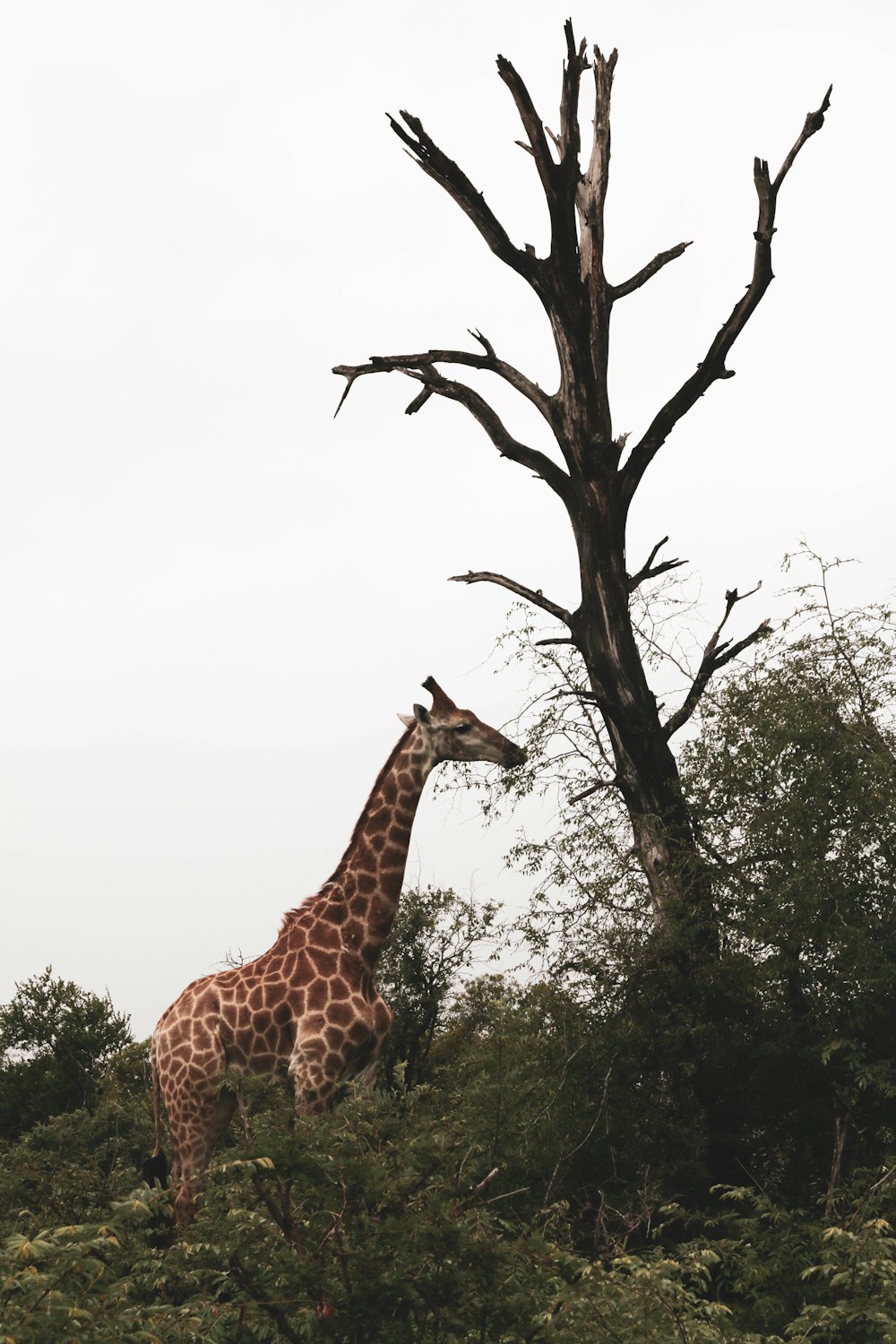 giraffe standing on green grass field during daytime