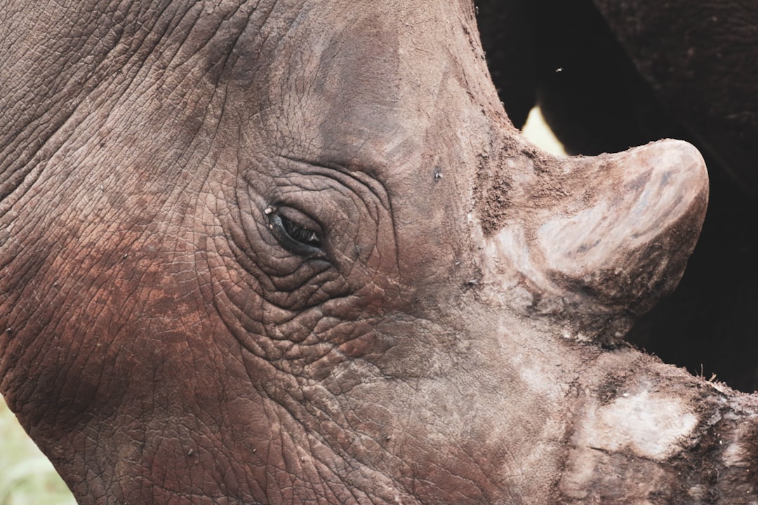 close up photo of elephants eye