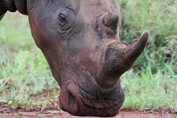 The close-up of a rhino's face highlights its textured skin and prominent horn. The background is a natural setting with green grass and earthy tones.
