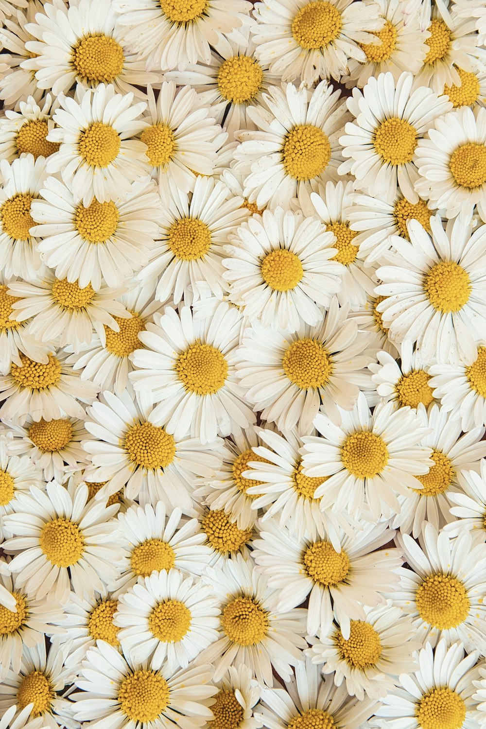 白と黄色のデイジーの花