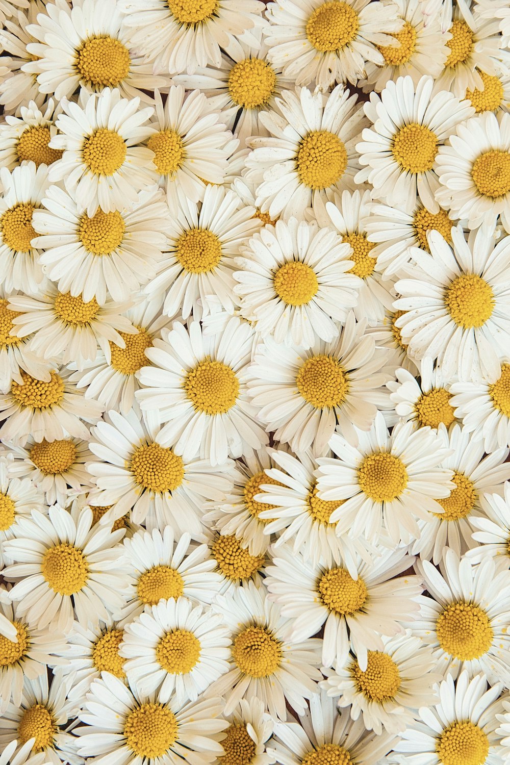 white and yellow daisy flowers