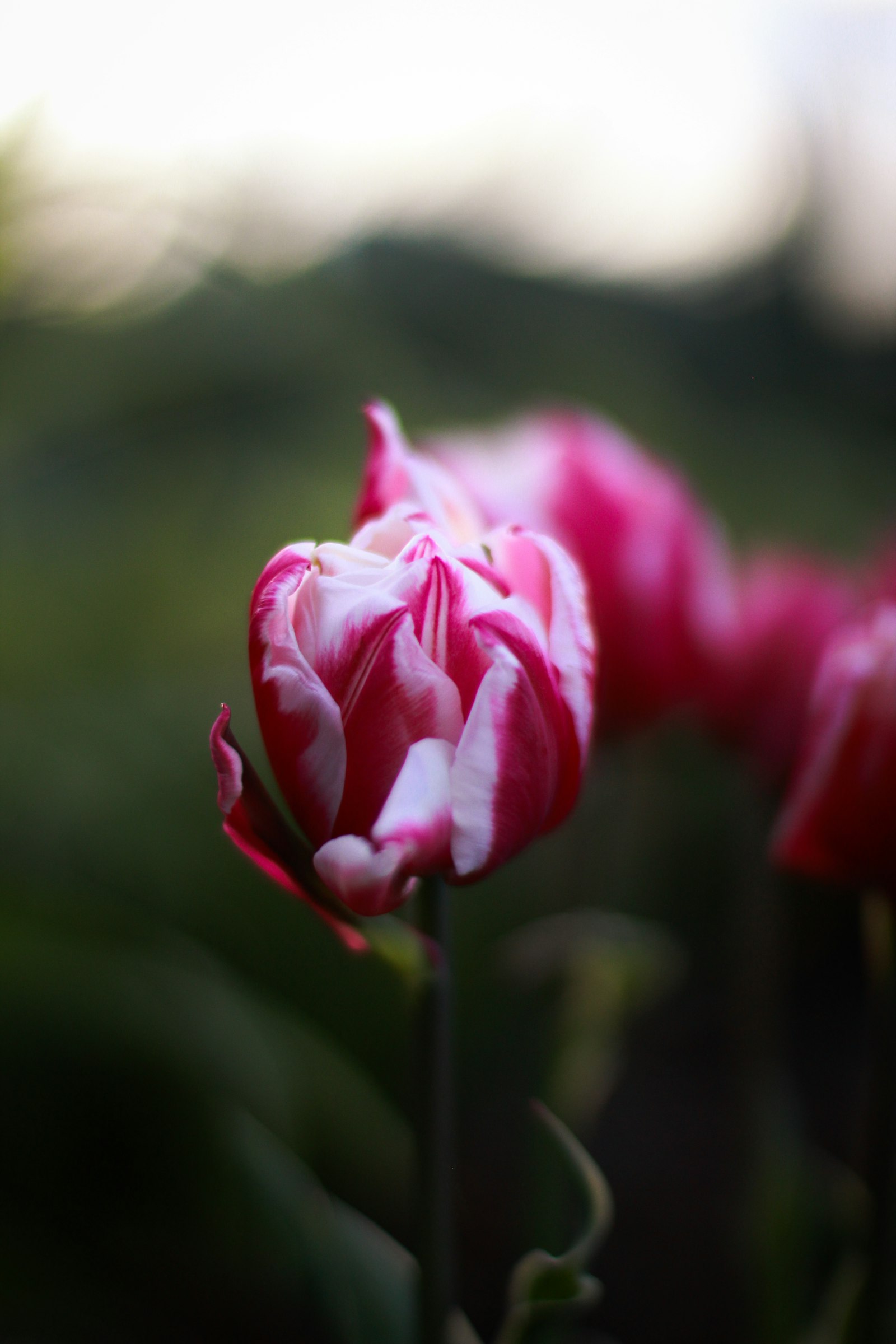 Canon EOS 600D (Rebel EOS T3i / EOS Kiss X5) + Canon EF 50mm F1.4 USM sample photo. Pink flower in tilt photography