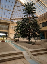 green christmas tree in front of white concrete building