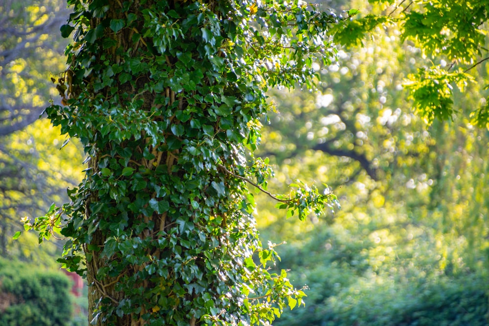 green and brown tree during daytime