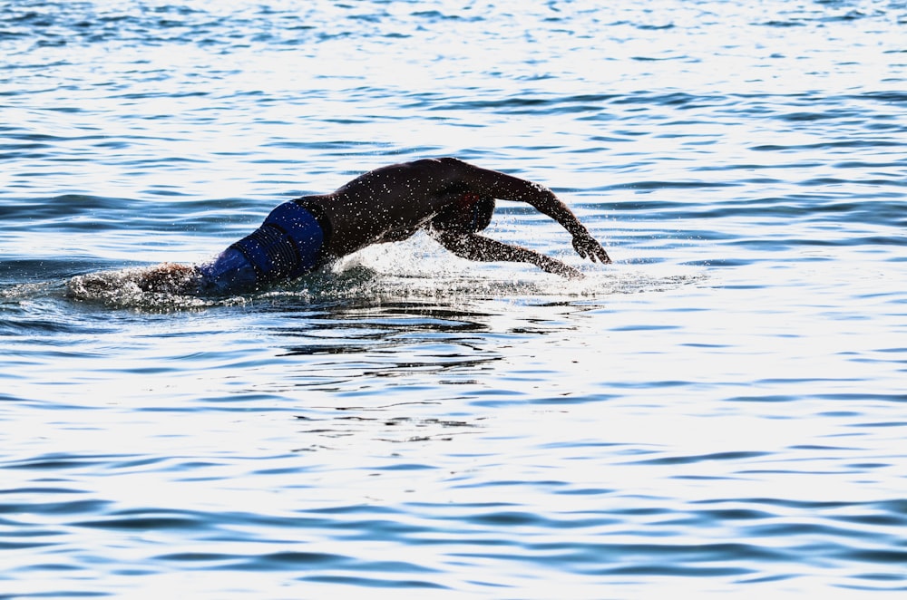 black short coat large dog in water