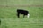 A black cow with a white face grazes on a lush green field. The grass is dotted with small white flowers, and a fence is visible in the background.