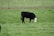 A black cow with a white face grazes on a lush green field. The grass is dotted with small white flowers, and a fence is visible in the background.