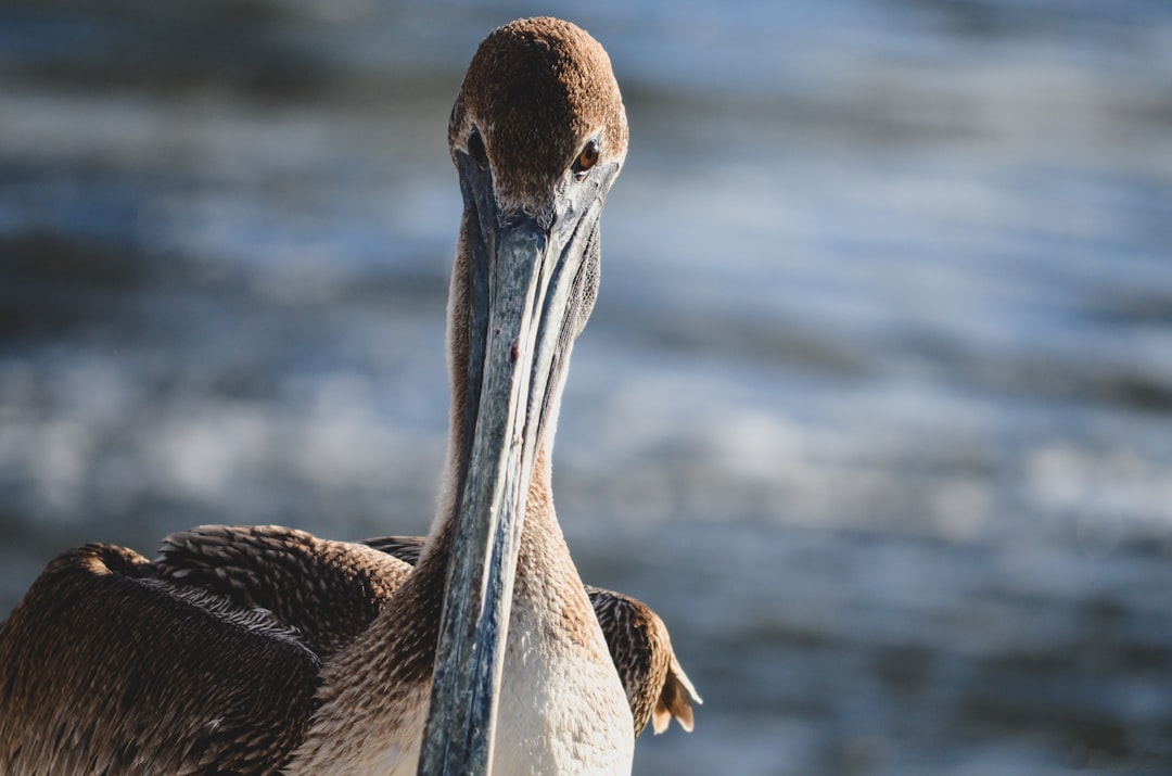 brown pelican on body of water during daytime