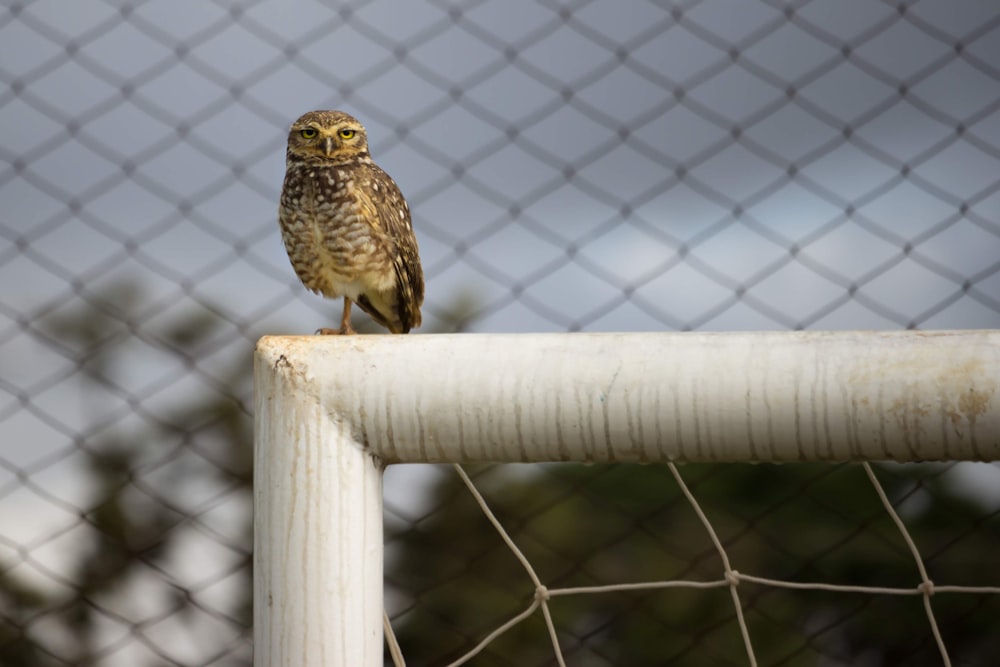 brown owl on white wooden fence during daytime