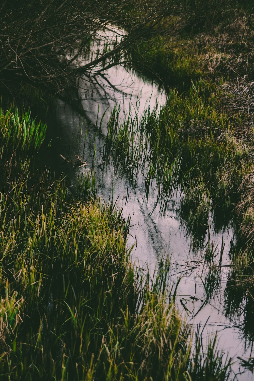 green grass near body of water during daytime
