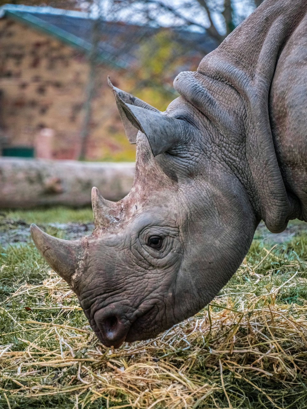 rinoceronte marrone su erba verde durante il giorno