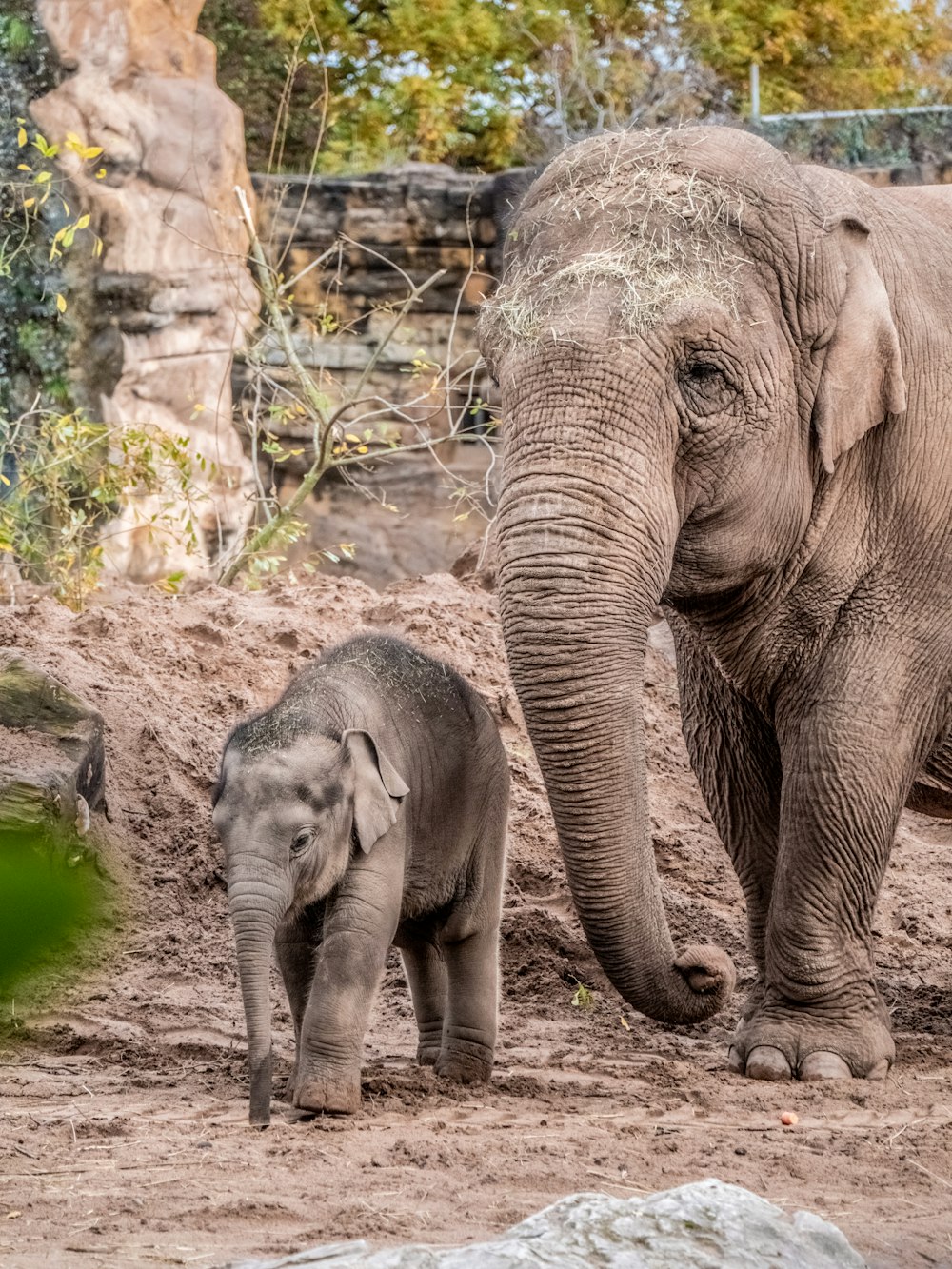 elephant walking on dirt ground during daytime