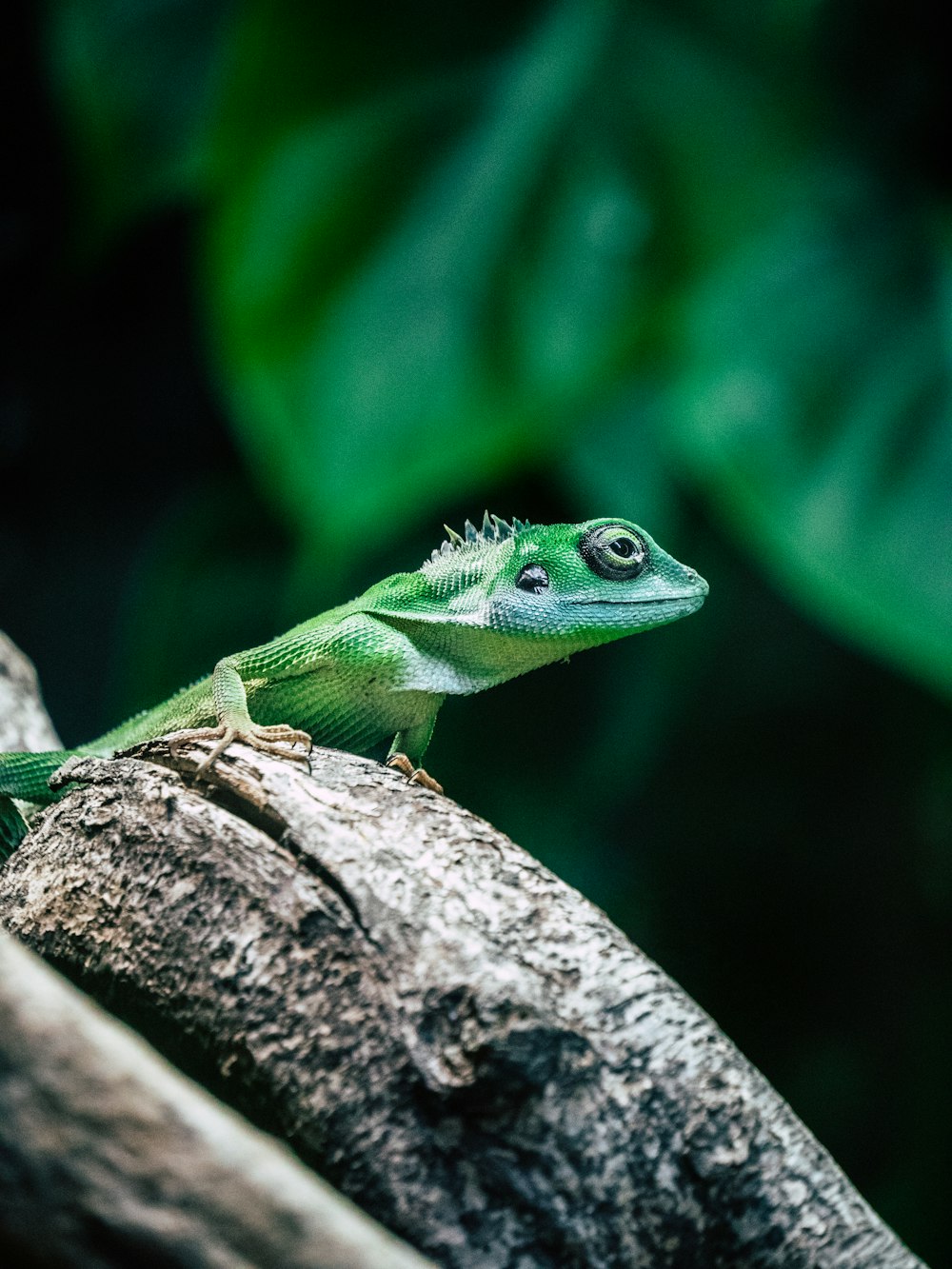 green lizard on brown wood