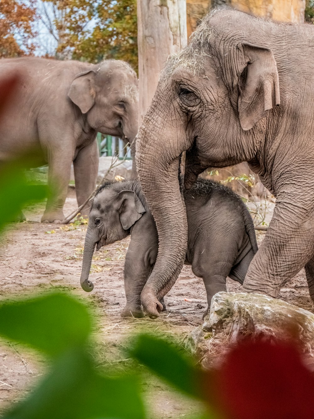 three elephants on water during daytime