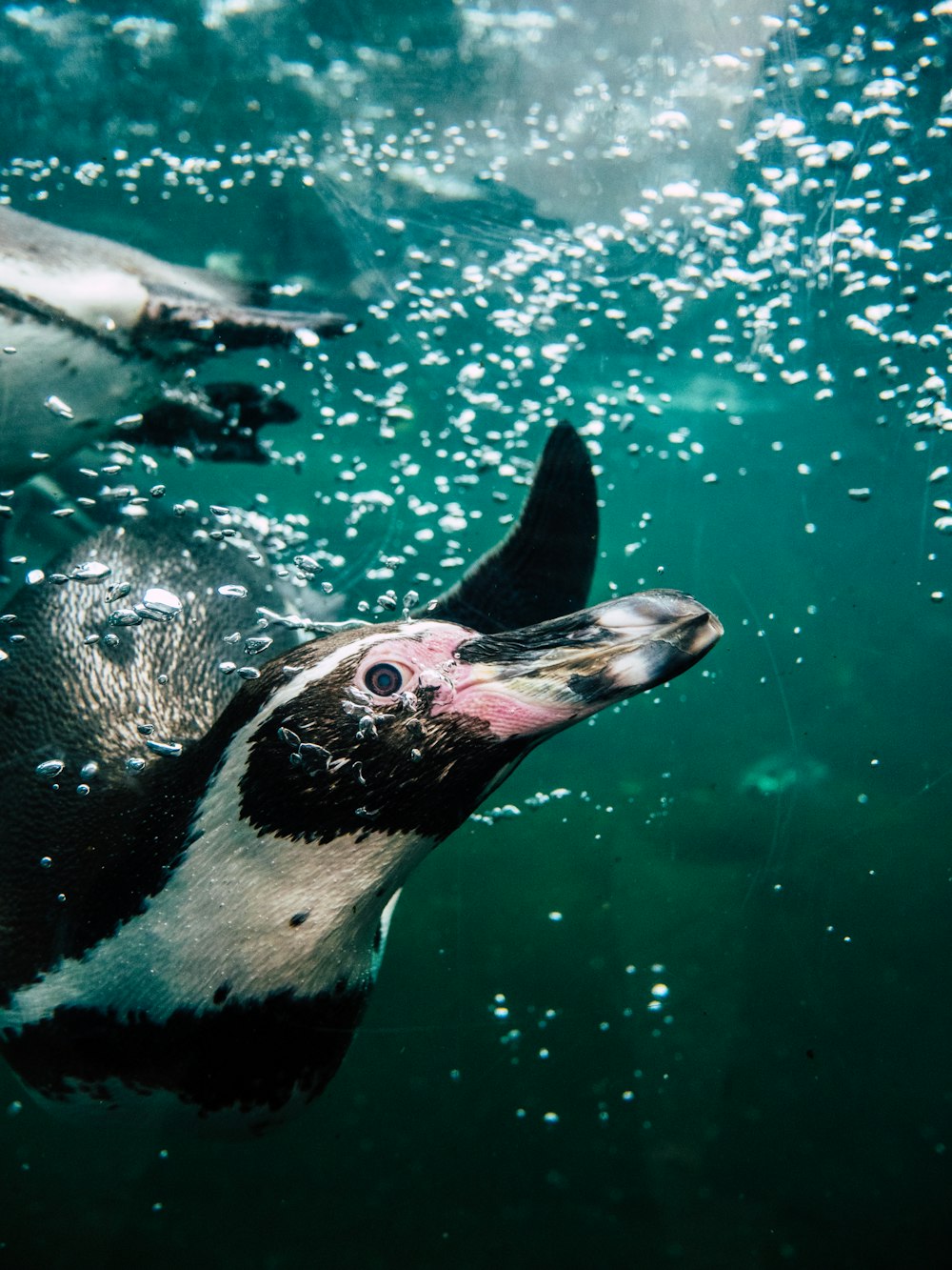 Pingüino blanco y negro nadando en el agua