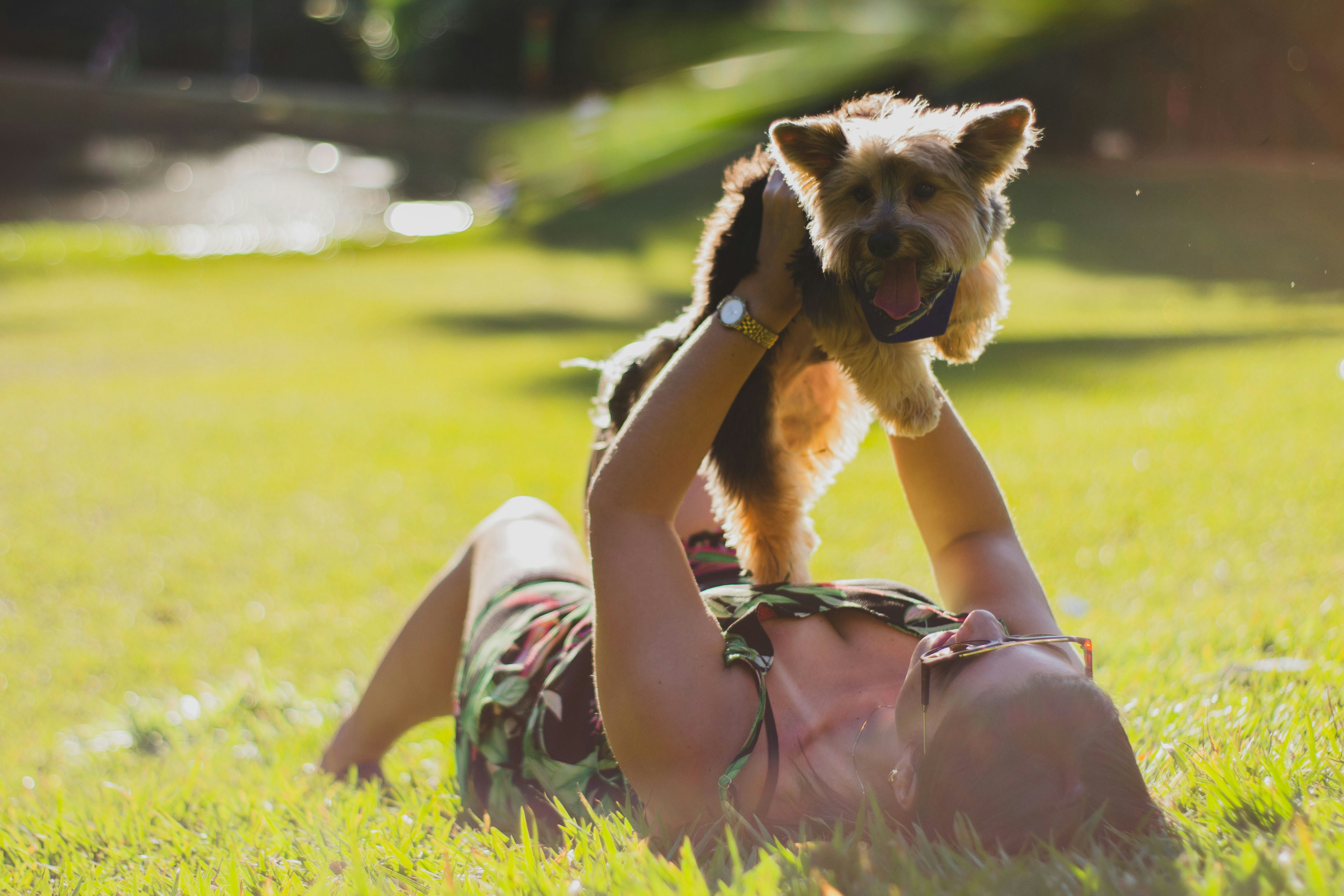 Happy dog and mother, yorkshire,grass, happy, happyness,litle dog, litle,cute,
