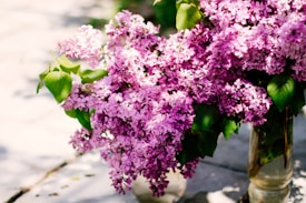 A lush bouquet of vibrant lilac flowers in full bloom, with varying shades of purple and pink. The flowers are accompanied by rich green leaves and are placed in a clear glass vase on a sun-drenched stone surface. The lighting creates soft shadows and highlights the delicate petals.