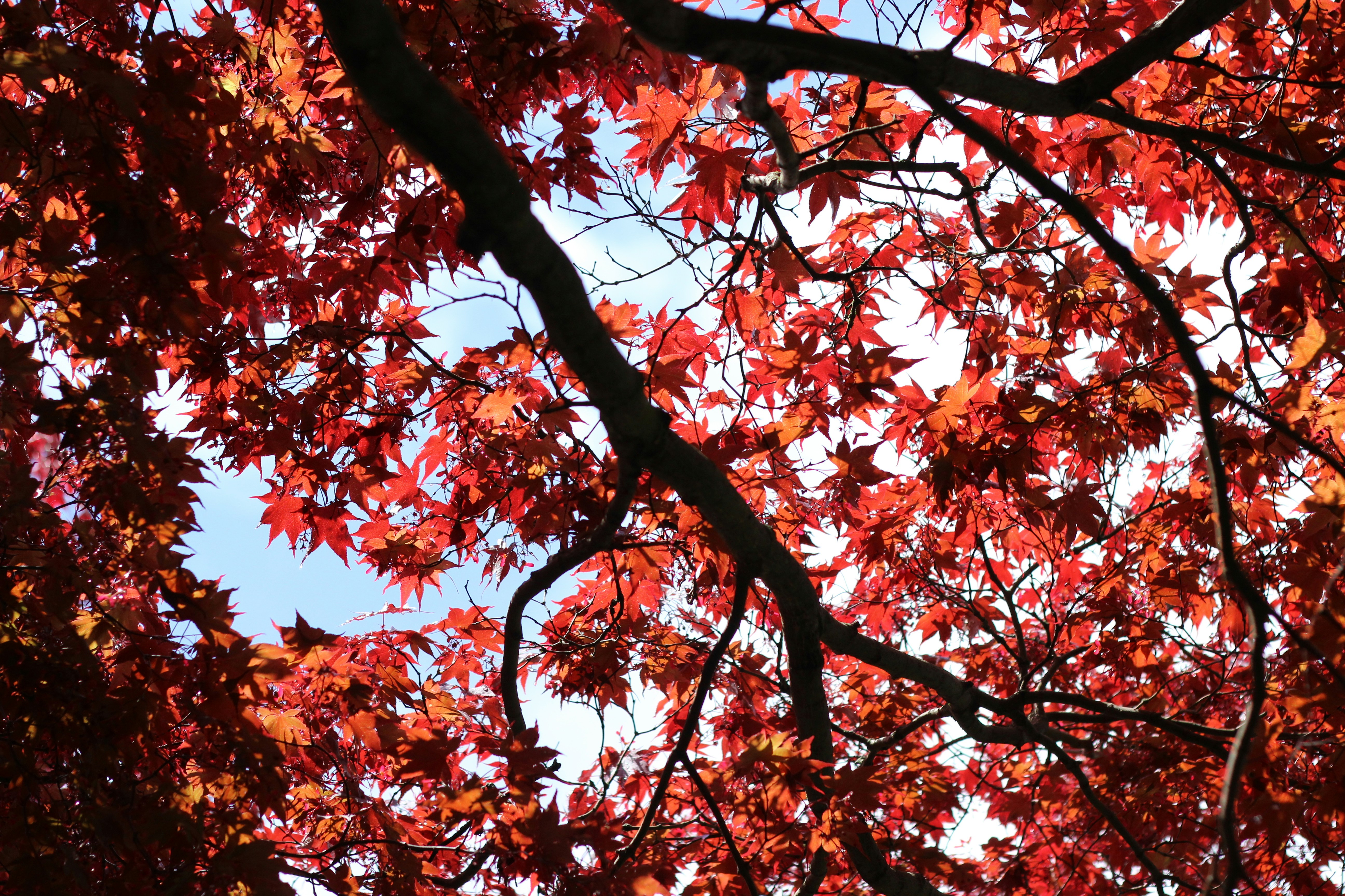 Photo by naturephotographer11